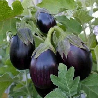 تصویر 4 از قیمت خرید بادمجان دلمه ای عمده به صرفه و ارزان
